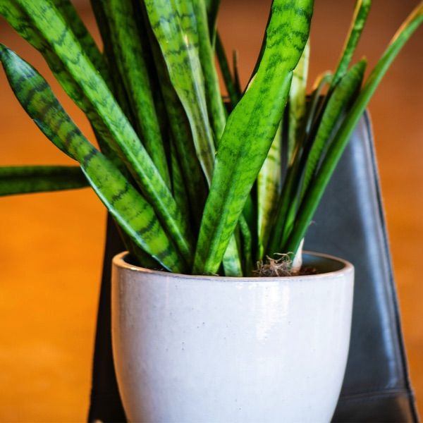 Alex Burroughs - Developer